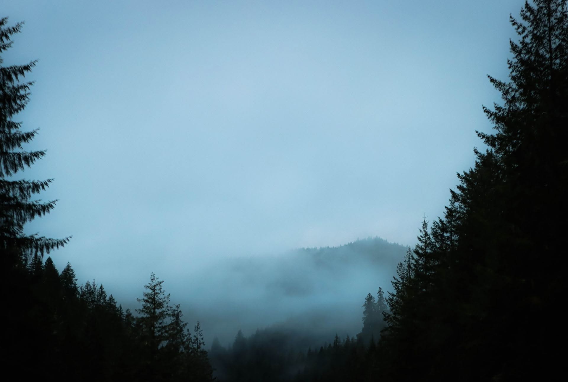 woods